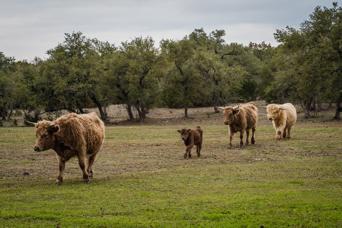 Cows grazing on the ranch.