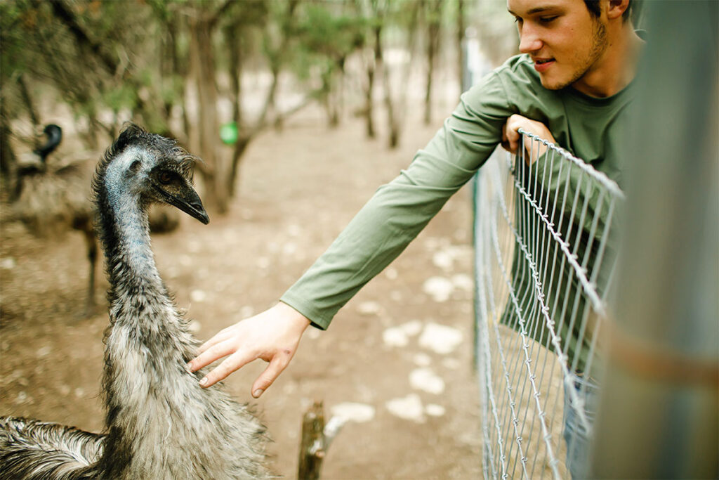 A guest reaching through a fence to gently pet an emu at Eco Ranch, surrounded by trees and natural wildlife habitat.