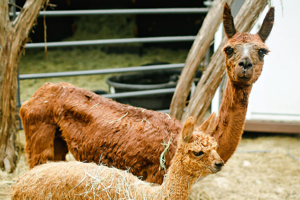Two alpacas standing in a fenced pasture at Eco Ranch, one adult and one young alpaca, surrounded by hay and rustic wooden fencing.