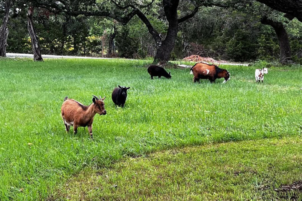 Eco Ranch pasture with several goats grazing on lush green grass beneath large oak trees.