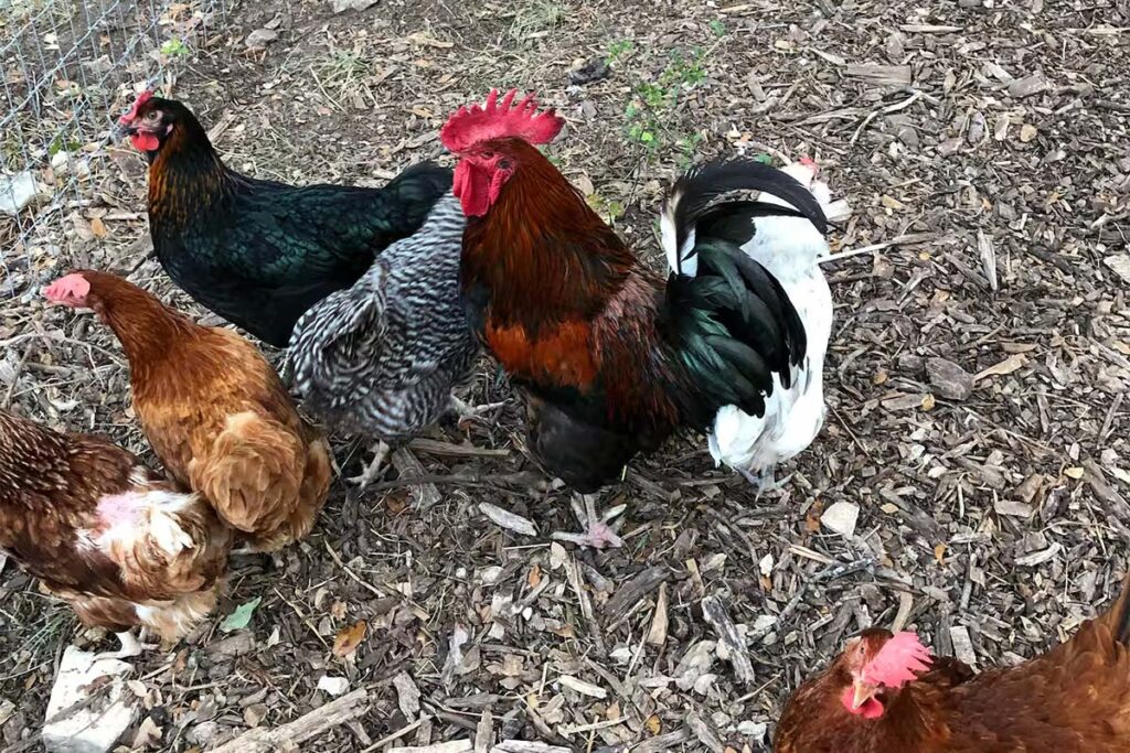 Free-range chickens and a rooster standing on wood-chip ground inside a fenced outdoor enclosure.