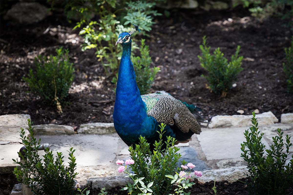 Peacock with vibrant blue and green feathers standing on a stone path surrounded by landscaped greenery and shrubs.