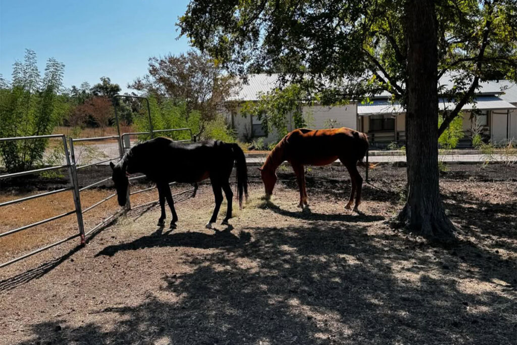 Two horses grazing under a tree in a fenced pasture at Eco Ranch, with ranch buildings visible in the background.