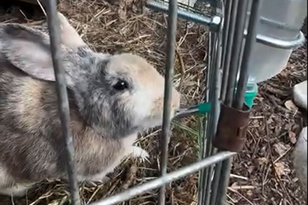 Eco Ranch rabbit drinking water from a bottle inside a fenced enclosure, surrounded by hay and natural ranch materials.